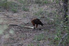 Kruger-2-037