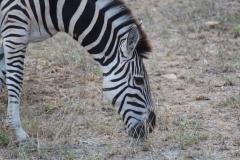 Kruger-2-038