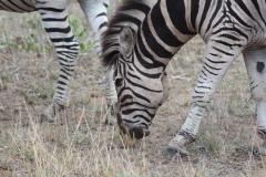 Kruger-2-039