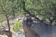 Kruger-2-040