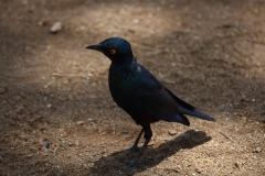 Kruger-2-041