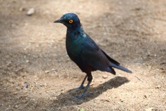 Kruger-2-042
