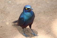 Kruger-2-043