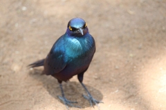 Kruger-2-044