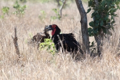Kruger-2-047