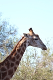 Kruger-2-050