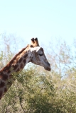 Kruger-2-051