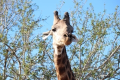 Kruger-2-052