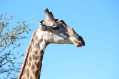 Kruger-2-053
